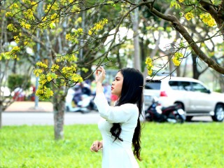 Hy vọng mai vàng Huế sẽ nổi tiếng như hoa anh đào của Nhật Bản